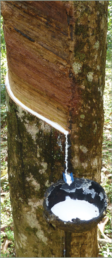 Latex sap being tapped from a tree